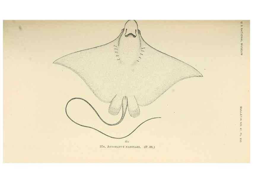 Reproducción/Reproduction 7983296187: The fishes of North and Middle America :. Washington :Smithsonian Institution, United States National Museum,1896-1900.