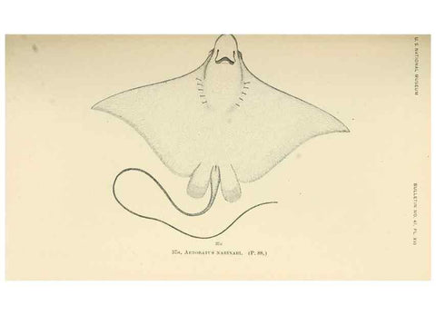 Reproducción/Reproduction 7983296187: The fishes of North and Middle America :. Washington :Smithsonian Institution, United States National Museum,1896-1900.