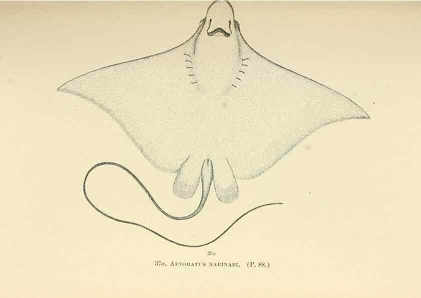 Reproducción/Reproduction 7983296187: The fishes of North and Middle America :. Washington :Smithsonian Institution, United States National Museum,1896-1900.
