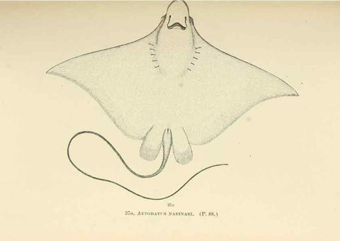 Reproducción/Reproduction 7983296187: The fishes of North and Middle America :. Washington :Smithsonian Institution, United States National Museum,1896-1900.