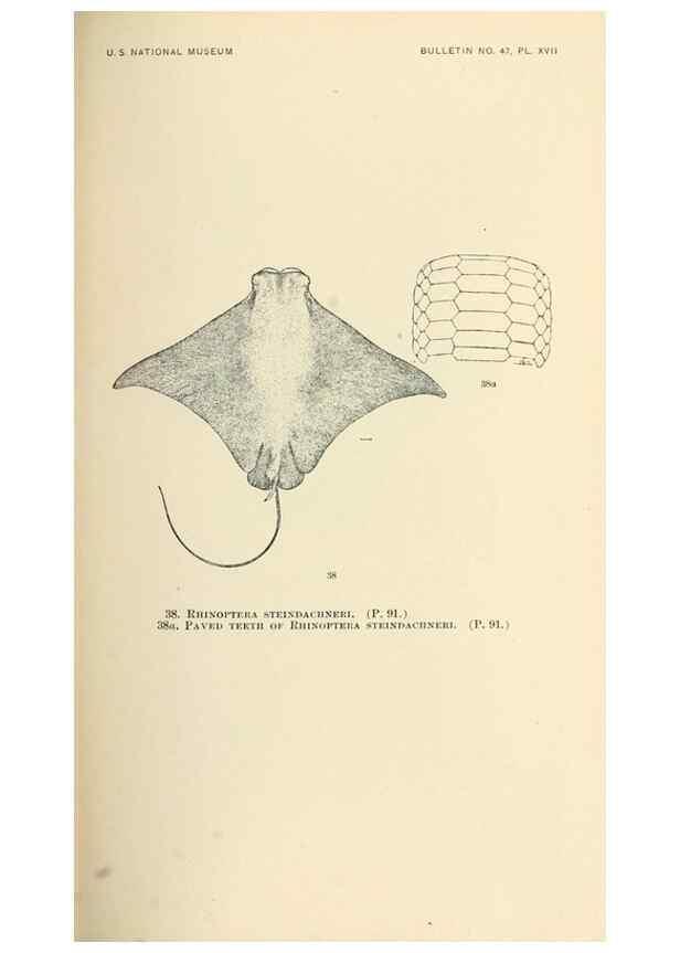 Reproducción/Reproduction 7983301062: The fishes of North and Middle America :. Washington :Smithsonian Institution, United States National Museum,1896-1900.