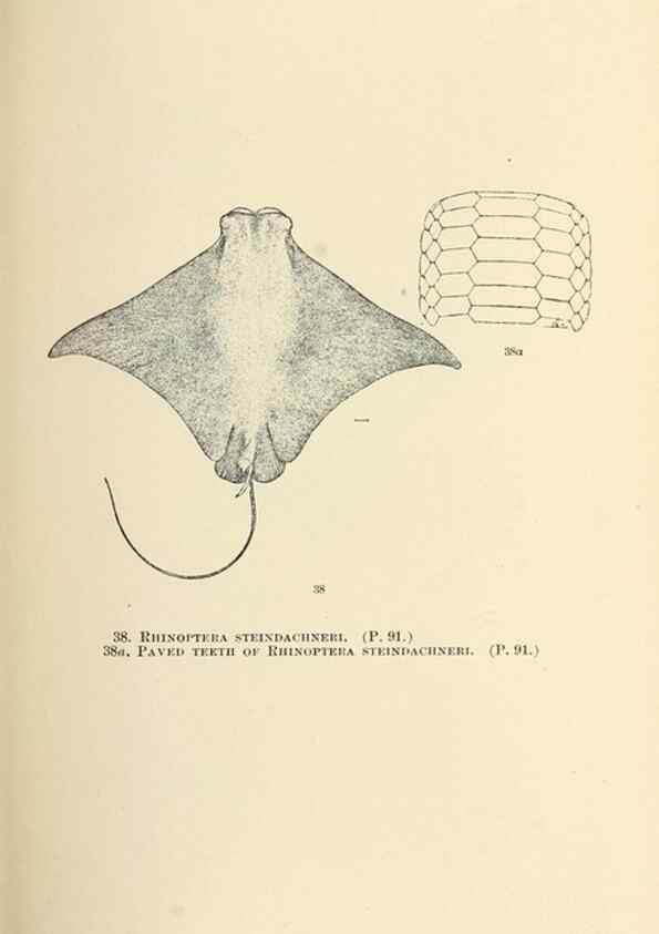 Reproducción/Reproduction 7983301062: The fishes of North and Middle America :. Washington :Smithsonian Institution, United States National Museum,1896-1900.