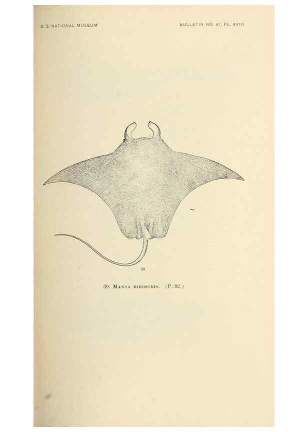 Reproducción/Reproduction 7983301852: The fishes of North and Middle America :. Washington :Smithsonian Institution, United States National Museum,1896-1900.