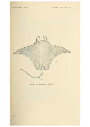 Reproducción/Reproduction 7983301852: The fishes of North and Middle America :. Washington :Smithsonian Institution, United States National Museum,1896-1900.