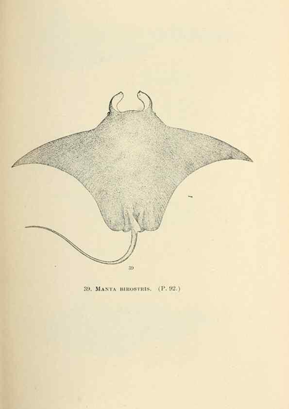 Reproducción/Reproduction 7983301852: The fishes of North and Middle America :. Washington :Smithsonian Institution, United States National Museum,1896-1900.