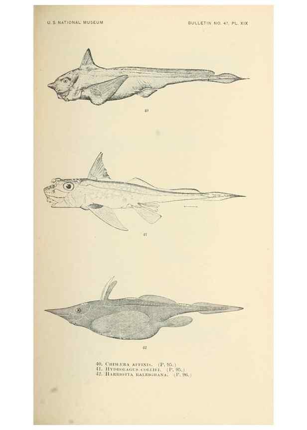 Reproducción/Reproduction 7983298235: The fishes of North and Middle America :. Washington :Smithsonian Institution, United States National Museum,1896-1900.