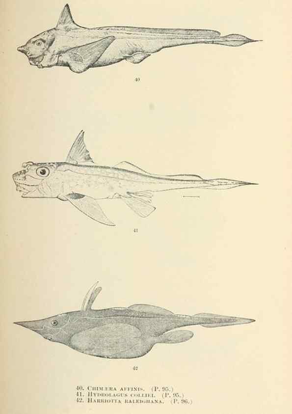 Reproducción/Reproduction 7983298235: The fishes of North and Middle America :. Washington :Smithsonian Institution, United States National Museum,1896-1900.