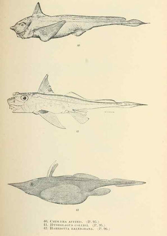 Reproducción/Reproduction 7983298235: The fishes of North and Middle America :. Washington :Smithsonian Institution, United States National Museum,1896-1900.