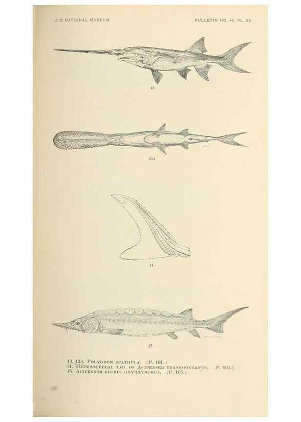 Reproducción/Reproduction 7983303116: The fishes of North and Middle America :. Washington :Smithsonian Institution, United States National Museum,1896-1900.