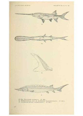 Reproducción/Reproduction 7983303116: The fishes of North and Middle America :. Washington :Smithsonian Institution, United States National Museum,1896-1900.