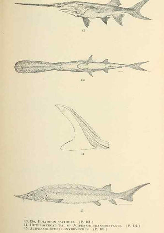 Reproducción/Reproduction 7983303116: The fishes of North and Middle America :. Washington :Smithsonian Institution, United States National Museum,1896-1900.