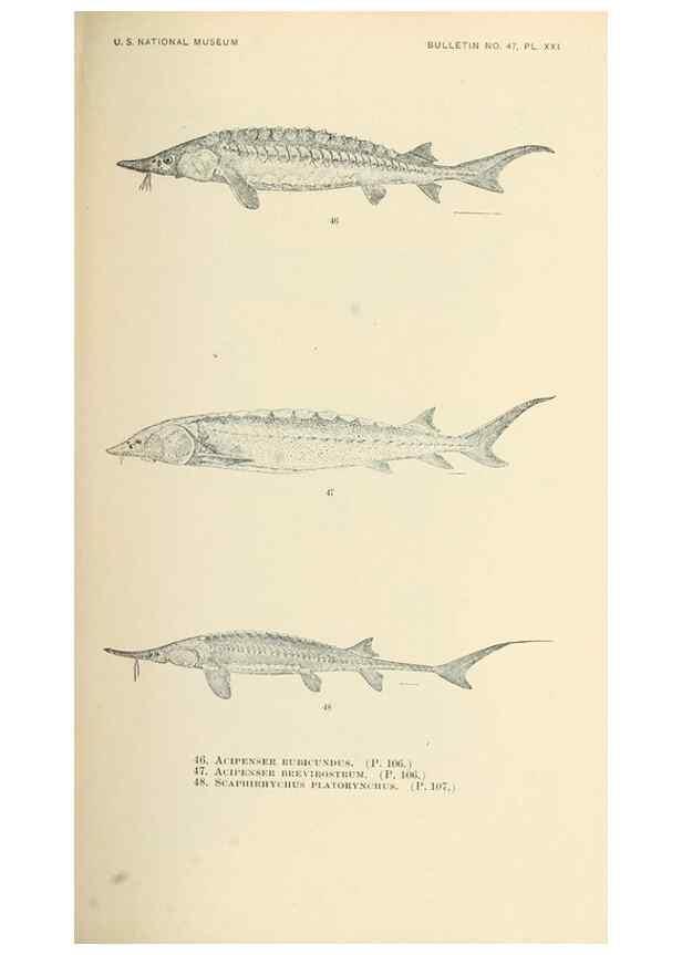 Reproducción/Reproduction 7983299481: The fishes of North and Middle America :. Washington :Smithsonian Institution, United States National Museum,1896-1900.