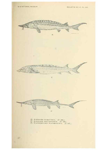 Reproducción/Reproduction 7983299481: The fishes of North and Middle America :. Washington :Smithsonian Institution, United States National Museum,1896-1900.