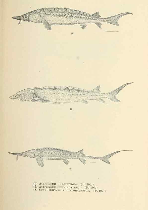 Reproducción/Reproduction 7983299481: The fishes of North and Middle America :. Washington :Smithsonian Institution, United States National Museum,1896-1900.