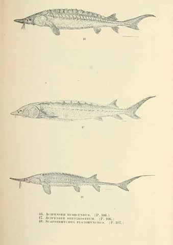 Reproducción/Reproduction 7983299481: The fishes of North and Middle America :. Washington :Smithsonian Institution, United States National Museum,1896-1900.