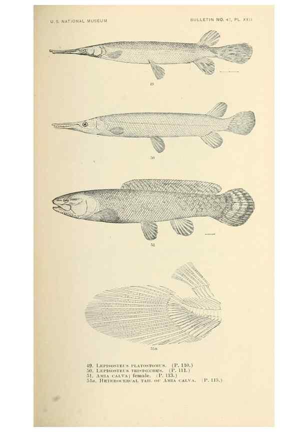 Reproducción/Reproduction 7983300061: The fishes of North and Middle America :. Washington :Smithsonian Institution, United States National Museum,1896-1900.
