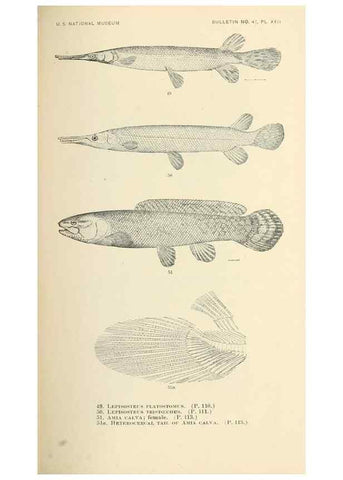 Reproducción/Reproduction 7983300061: The fishes of North and Middle America :. Washington :Smithsonian Institution, United States National Museum,1896-1900.