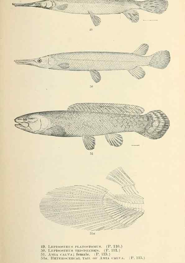 Reproducción/Reproduction 7983300061: The fishes of North and Middle America :. Washington :Smithsonian Institution, United States National Museum,1896-1900.