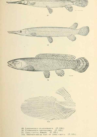 Reproducción/Reproduction 7983300061: The fishes of North and Middle America :. Washington :Smithsonian Institution, United States National Museum,1896-1900.