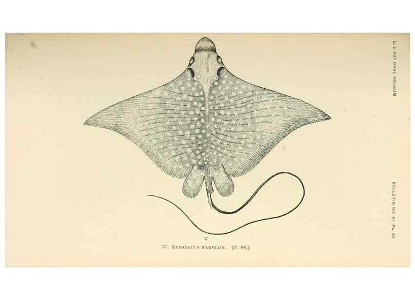 Reproducción/Reproduction 7983295539: The fishes of North and Middle America :. Washington :Smithsonian Institution, United States National Museum,1896-1900.
