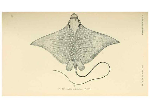 Reproducción/Reproduction 7983295539: The fishes of North and Middle America :. Washington :Smithsonian Institution, United States National Museum,1896-1900.