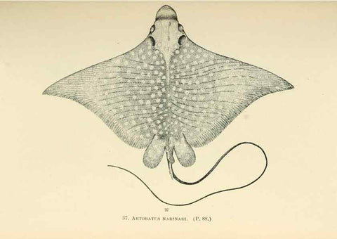Reproducción/Reproduction 7983295539: The fishes of North and Middle America :. Washington :Smithsonian Institution, United States National Museum,1896-1900.
