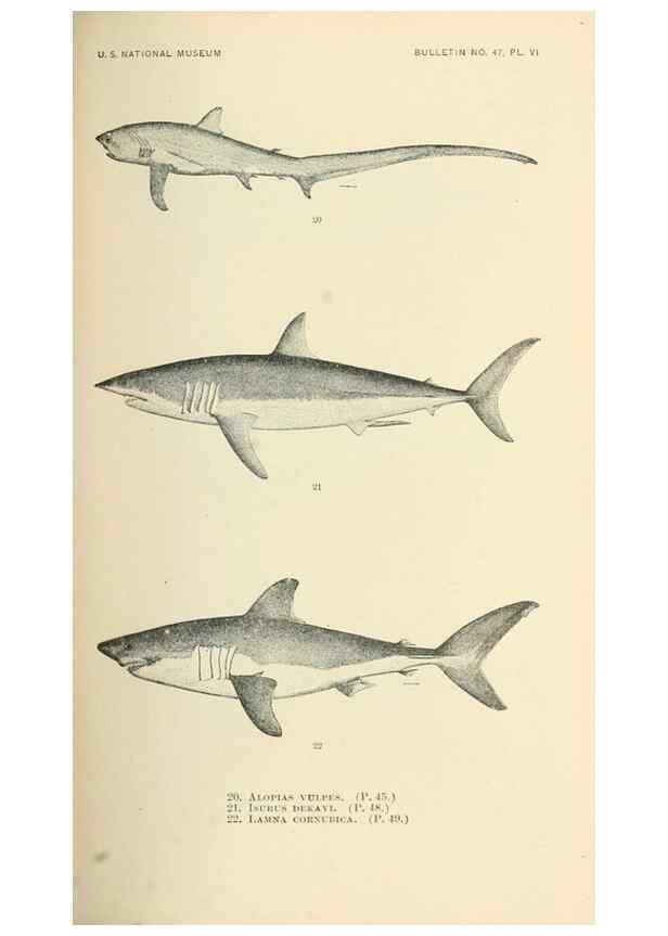 Reproducción/Reproduction 7983294208: The fishes of North and Middle America :. Washington :Smithsonian Institution, United States National Museum,1896-1900.