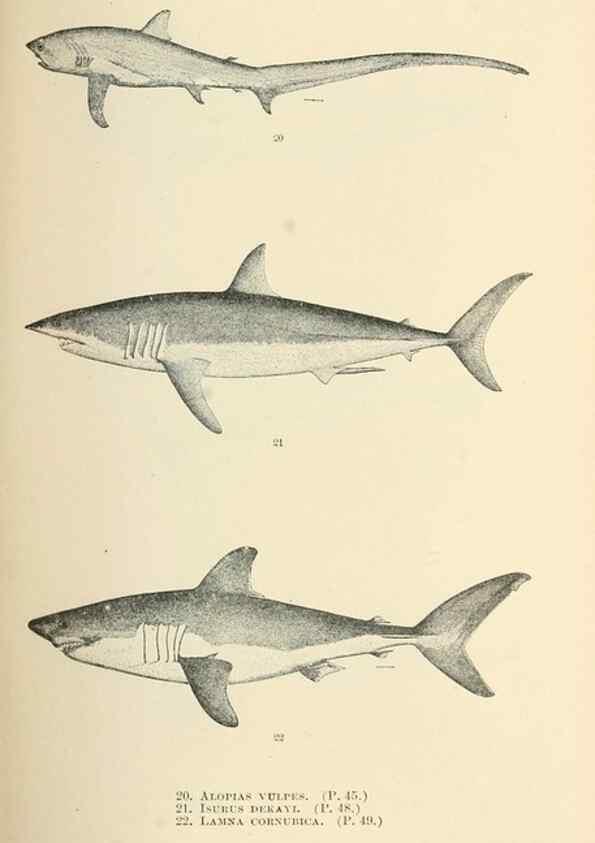 Reproducción/Reproduction 7983294208: The fishes of North and Middle America :. Washington :Smithsonian Institution, United States National Museum,1896-1900.
