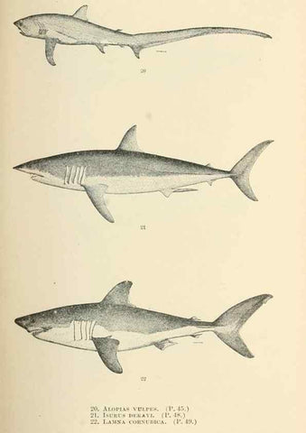 Reproducción/Reproduction 7983294208: The fishes of North and Middle America :. Washington :Smithsonian Institution, United States National Museum,1896-1900.