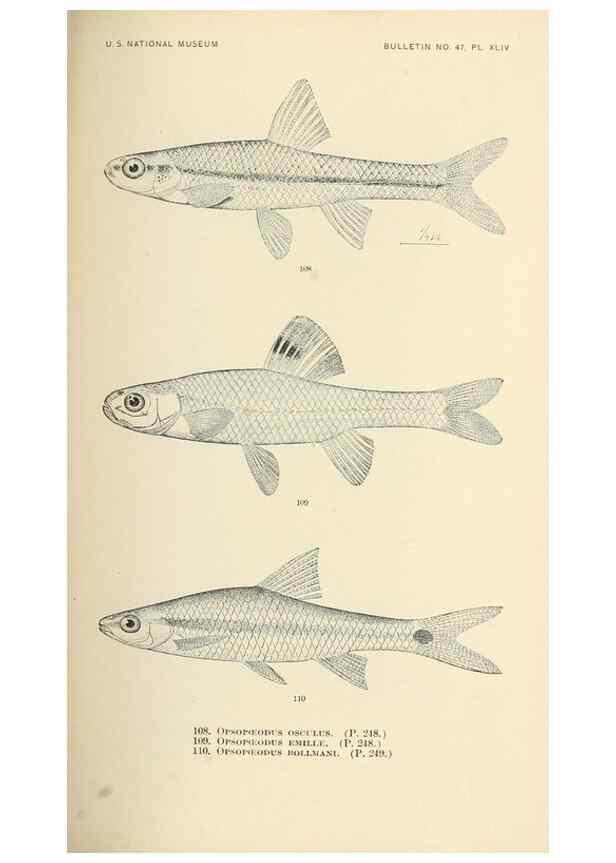 Reproducción/Reproduction 7983314331: The fishes of North and Middle America :. Washington :Smithsonian Institution, United States National Museum,1896-1900.