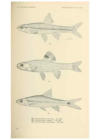 Reproducción/Reproduction 7983314331: The fishes of North and Middle America :. Washington :Smithsonian Institution, United States National Museum,1896-1900.