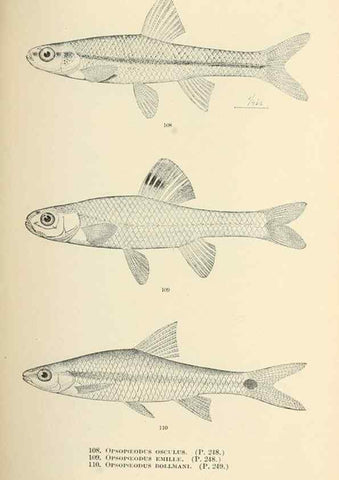 Reproducción/Reproduction 7983314331: The fishes of North and Middle America :. Washington :Smithsonian Institution, United States National Museum,1896-1900.