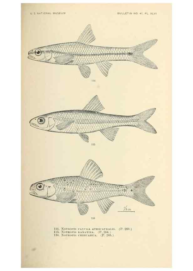 Reproducción/Reproduction 7983320466: The fishes of North and Middle America :. Washington :Smithsonian Institution, United States National Museum,1896-1900.