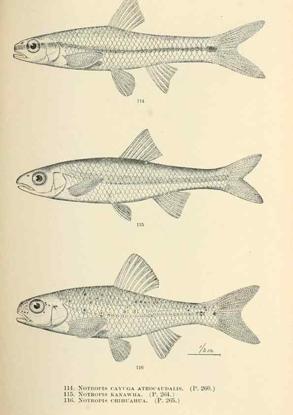 Reproducción/Reproduction 7983320466: The fishes of North and Middle America :. Washington :Smithsonian Institution, United States National Museum,1896-1900.