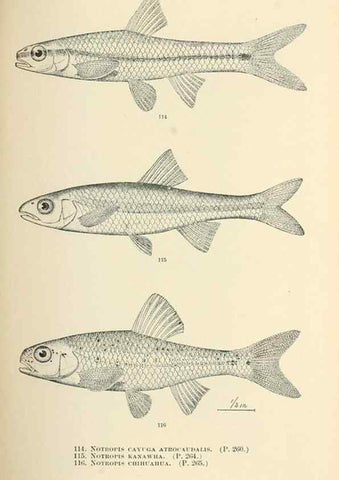 Reproducción/Reproduction 7983320466: The fishes of North and Middle America :. Washington :Smithsonian Institution, United States National Museum,1896-1900.