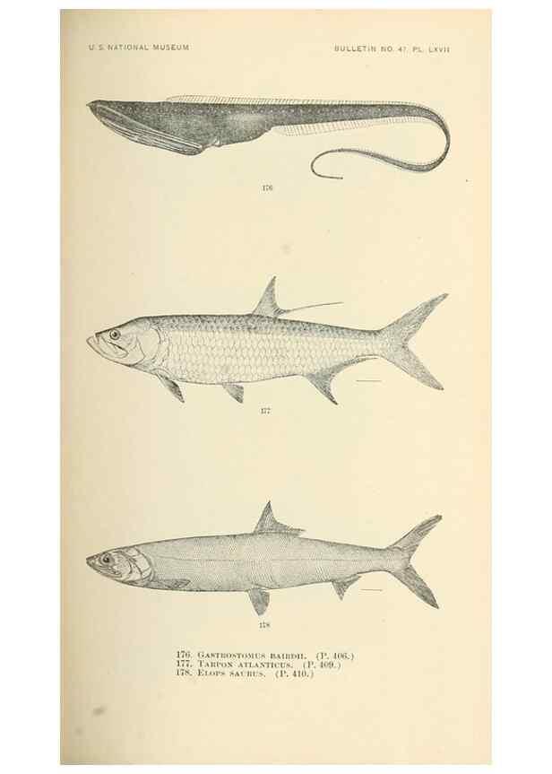 Reproducción/Reproduction 7983335752: The fishes of North and Middle America :. Washington :Smithsonian Institution, United States National Museum,1896-1900.