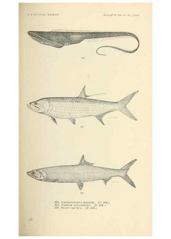 Reproducción/Reproduction 7983335752: The fishes of North and Middle America :. Washington :Smithsonian Institution, United States National Museum,1896-1900.