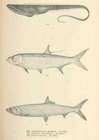 Reproducción/Reproduction 7983335752: The fishes of North and Middle America :. Washington :Smithsonian Institution, United States National Museum,1896-1900.