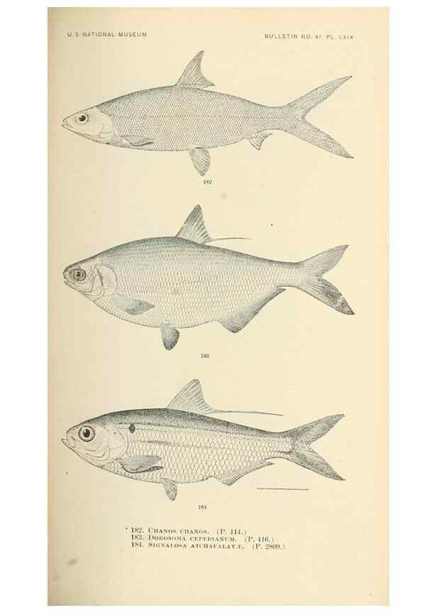 Reproducción/Reproduction 7983337260: The fishes of North and Middle America :. Washington :Smithsonian Institution, United States National Museum,1896-1900.