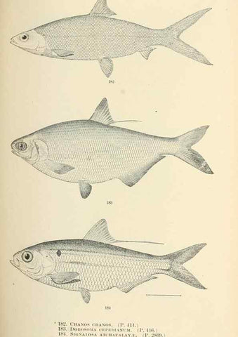 Reproducción/Reproduction 7983337260: The fishes of North and Middle America :. Washington :Smithsonian Institution, United States National Museum,1896-1900.