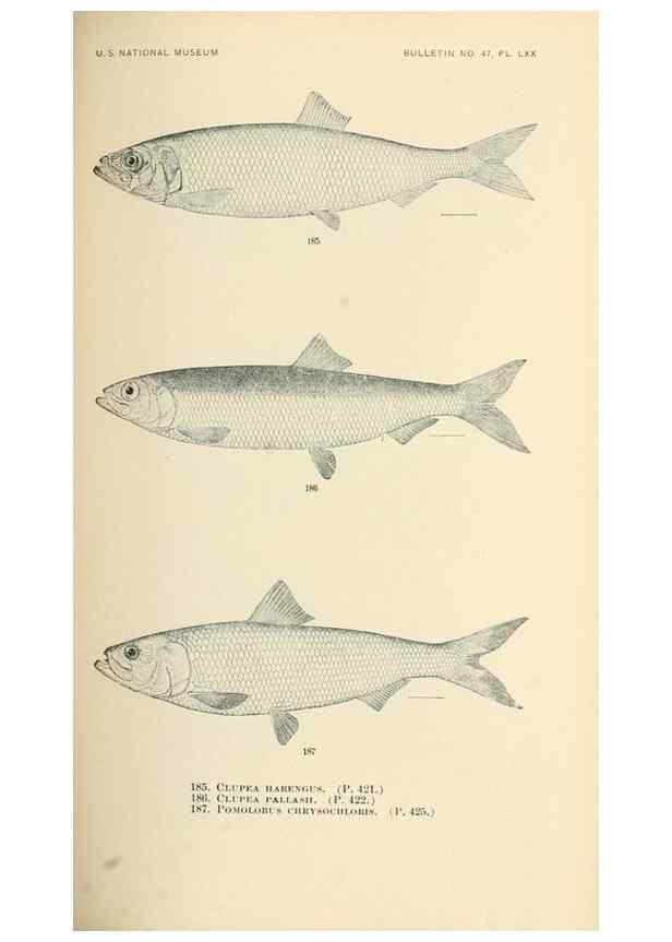 Reproducción/Reproduction 7983333607: The fishes of North and Middle America :. Washington :Smithsonian Institution, United States National Museum,1896-1900.