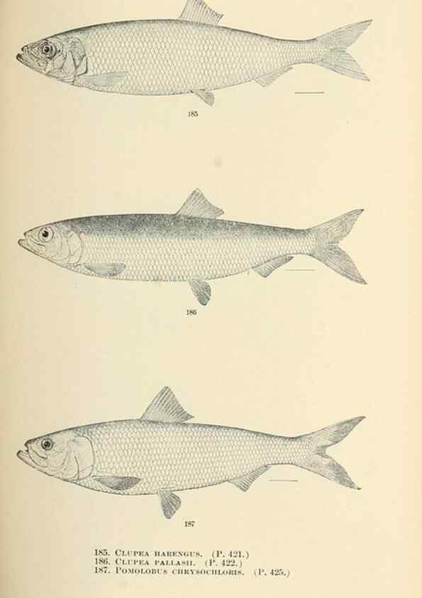 Reproducción/Reproduction 7983333607: The fishes of North and Middle America :. Washington :Smithsonian Institution, United States National Museum,1896-1900.