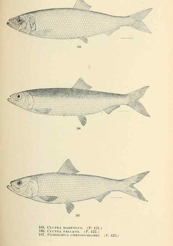 Reproducción/Reproduction 7983333607: The fishes of North and Middle America :. Washington :Smithsonian Institution, United States National Museum,1896-1900.