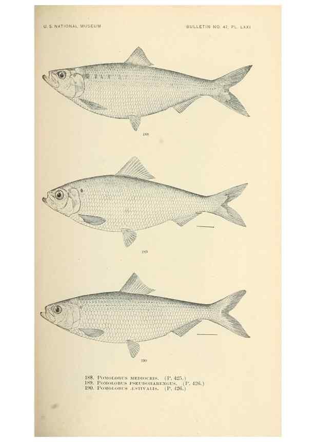 Reproducción/Reproduction 7983334347: The fishes of North and Middle America :. Washington :Smithsonian Institution, United States National Museum,1896-1900.