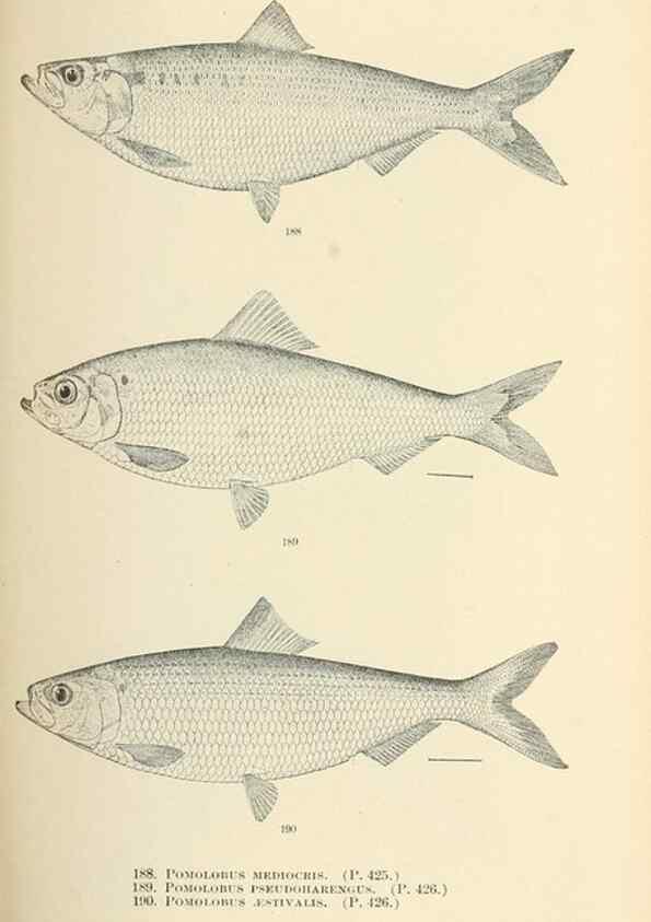 Reproducción/Reproduction 7983334347: The fishes of North and Middle America :. Washington :Smithsonian Institution, United States National Museum,1896-1900.