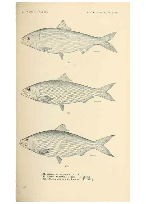 Reproducción/Reproduction 7983335013: The fishes of North and Middle America :. Washington :Smithsonian Institution, United States National Museum,1896-1900.