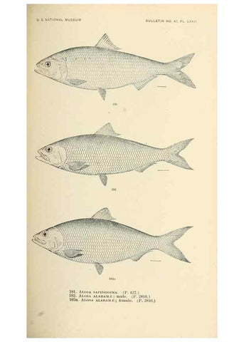 Reproducción/Reproduction 7983335013: The fishes of North and Middle America :. Washington :Smithsonian Institution, United States National Museum,1896-1900.