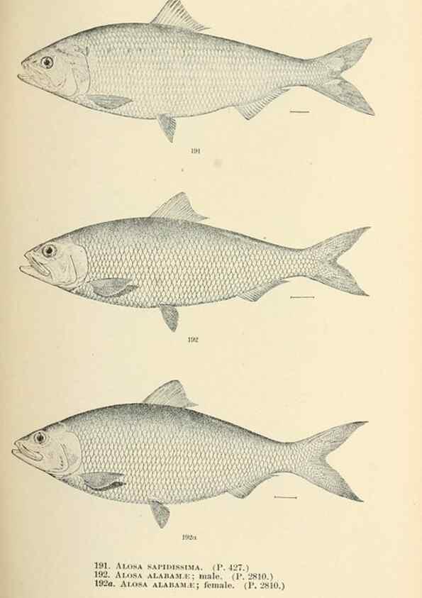 Reproducción/Reproduction 7983335013: The fishes of North and Middle America :. Washington :Smithsonian Institution, United States National Museum,1896-1900.