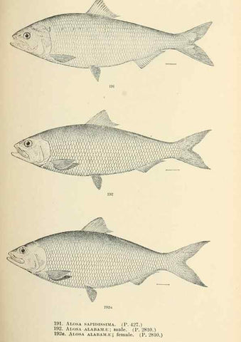 Reproducción/Reproduction 7983335013: The fishes of North and Middle America :. Washington :Smithsonian Institution, United States National Museum,1896-1900.