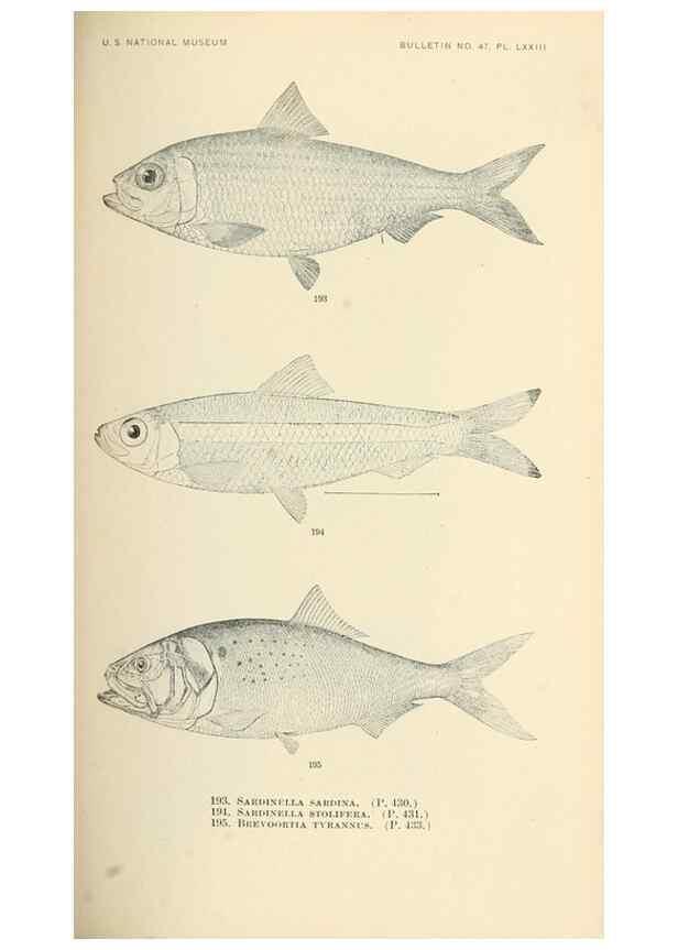 Reproducción/Reproduction 7983335649: The fishes of North and Middle America :. Washington :Smithsonian Institution, United States National Museum,1896-1900.